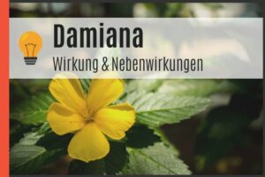 Damiana - Wirkung und Nebenwirkungen