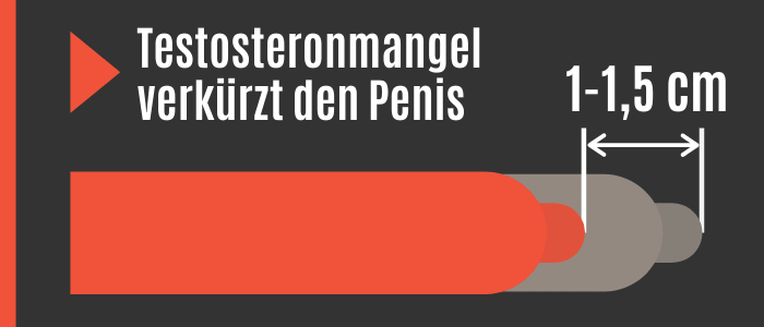 Testosteronmangel schrumpft Penis