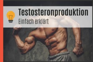 Testosteronproduktion erklärt