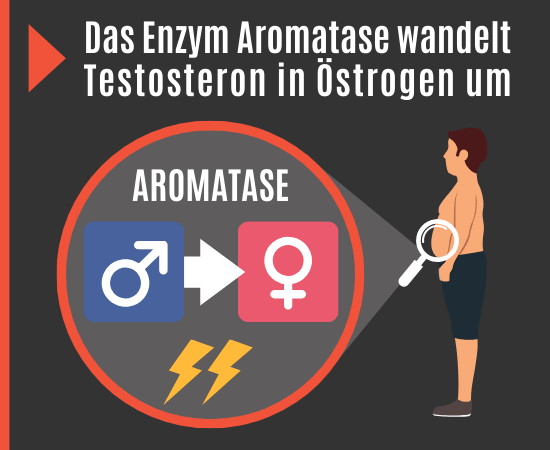 Aromatase wandelt Testosteron in Östrogen
