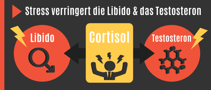 Cortisol reduziert Testosteron und Libido