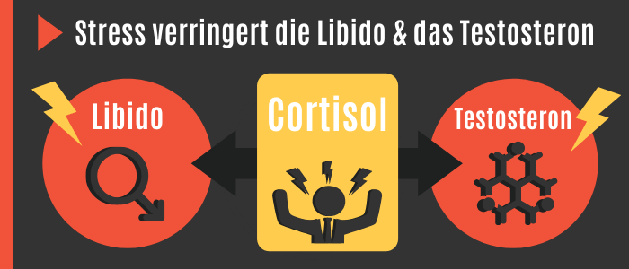 Cortisol senkt Testosteron und Libido