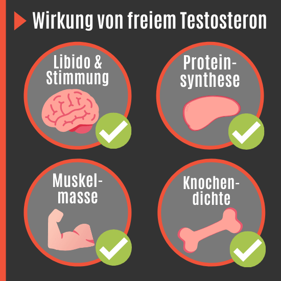 Freies Testosteron Wirkung