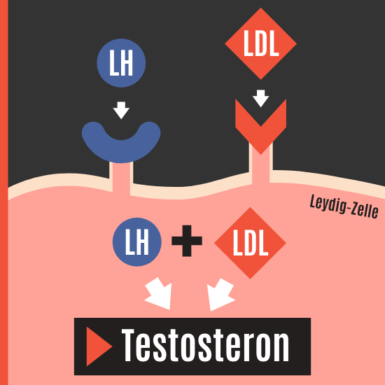 Testosteronproduktion durch LH und Cholesterin