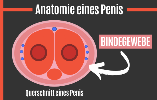 Anatomie eines Penis
