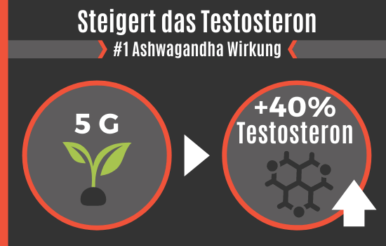 Ashwagandha Wirkung - Steigert das Testosteron