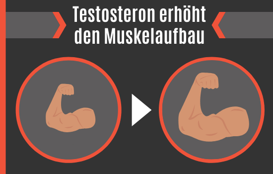 Testosteron erhöht den Muskelaufbau