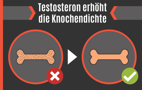 Testosteron erhöht die Knochendichte