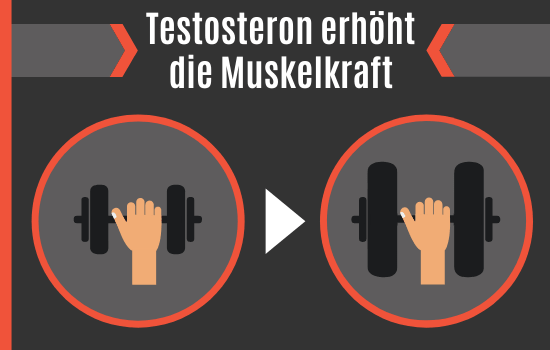 Testosteron erhöht die Muskelkraft