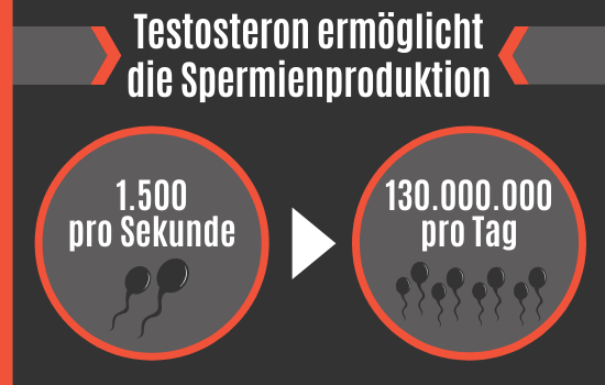 Testosteron ermöglicht die Spermienproduktion