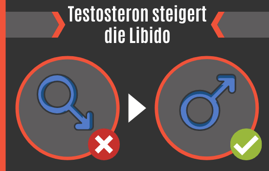 Testosteron steigert die Libido