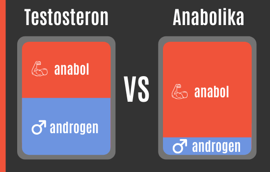 Testosteron vs. Anabolika