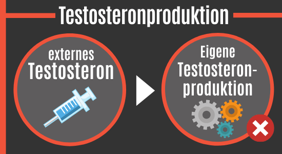 Testosteronproduktion