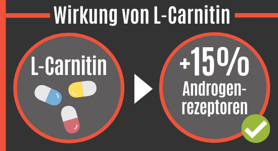 L-Carnitin erhöht die Androgenrezeptoren