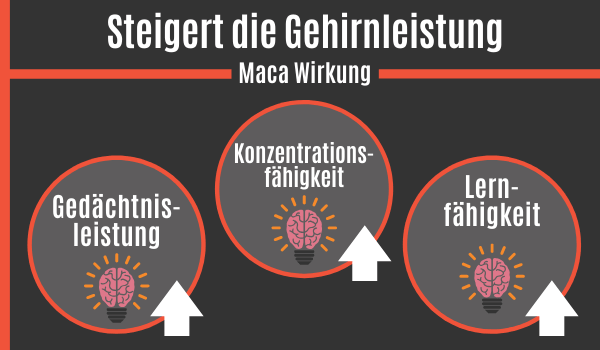 Maca Wurzel steigert die Gehirnleistung