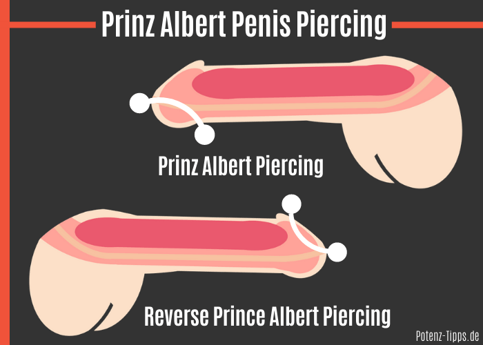 Prinz albert piercing erfahrung