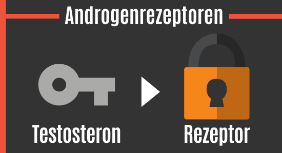 Testosteron und Androgenrezeptoren