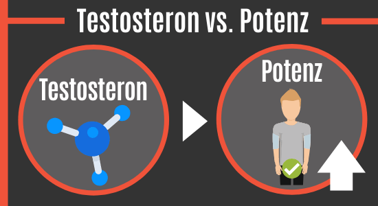 Testosteron vs. Potenz