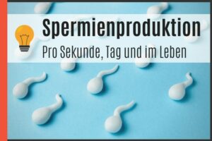 Spermienproduktion pro Sekunde, Tag und im Leben