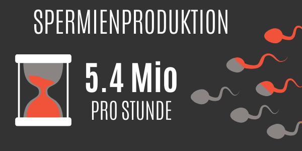 Spermienproduktion pro Stunde