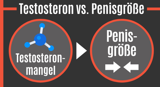 Testosteronmangel lässt den Penis schrumpfen