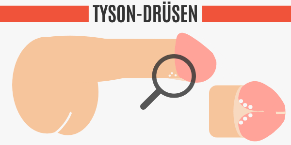 Tyson-Drüsen