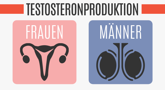Testosteronproduktion bei Frauen und Männer