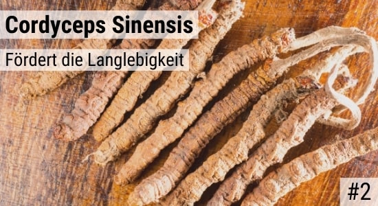 Cordyceps Sinensis fördert die Langlebigkeit