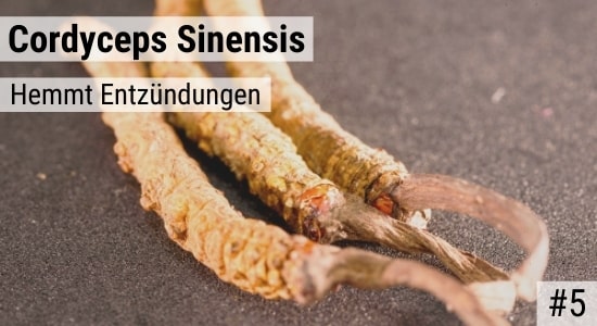Cordyceps Sinensis hemmt Entzündungen