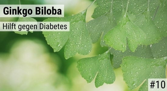 Ginkgo Biloba hilft gegen Diabetes