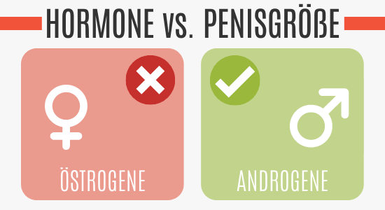 Hormone vs. Penisgröße