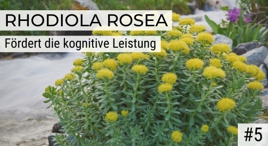 Rhodiola Rosea fördert die kognitive Leistung