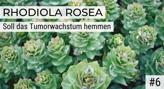 Rhodiola Rosea soll das Tumorwachstum hemmen