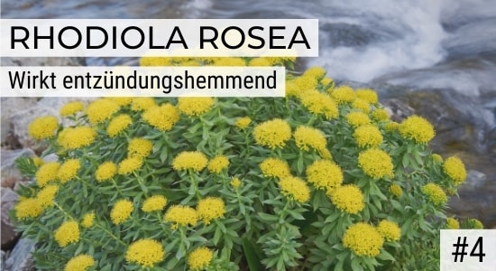 Rhodiola Rosea wirkt entzündungshemmend