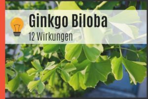 Ginkgo Biloba - 12 Wirkungen